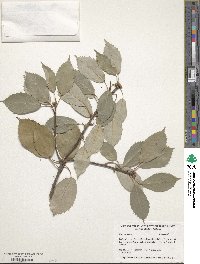 Quercus glauca image