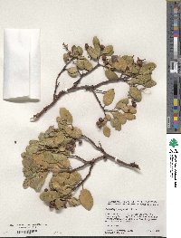 Arctostaphylos patula image