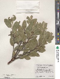 Arctostaphylos columbiana image