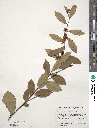 Lyonia lucida image