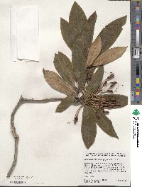 Rhododendron macrophyllum image