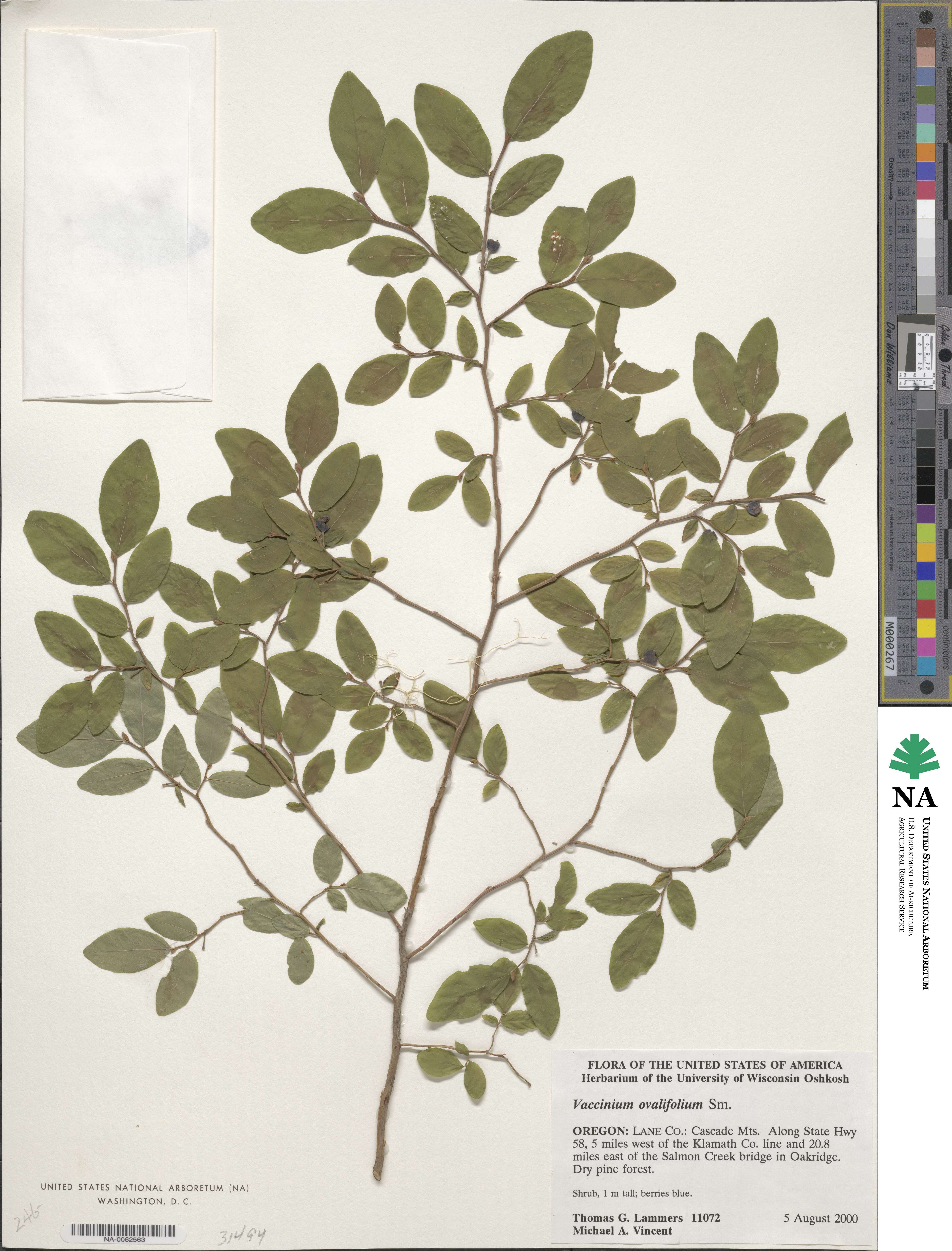 Vaccinium ovalifolium image