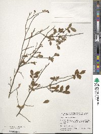 Vaccinium corymbosum image