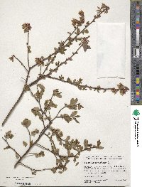 Vaccinium corymbosum image