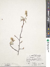 Amelanchier canadensis image