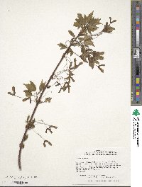 Acer rubrum image