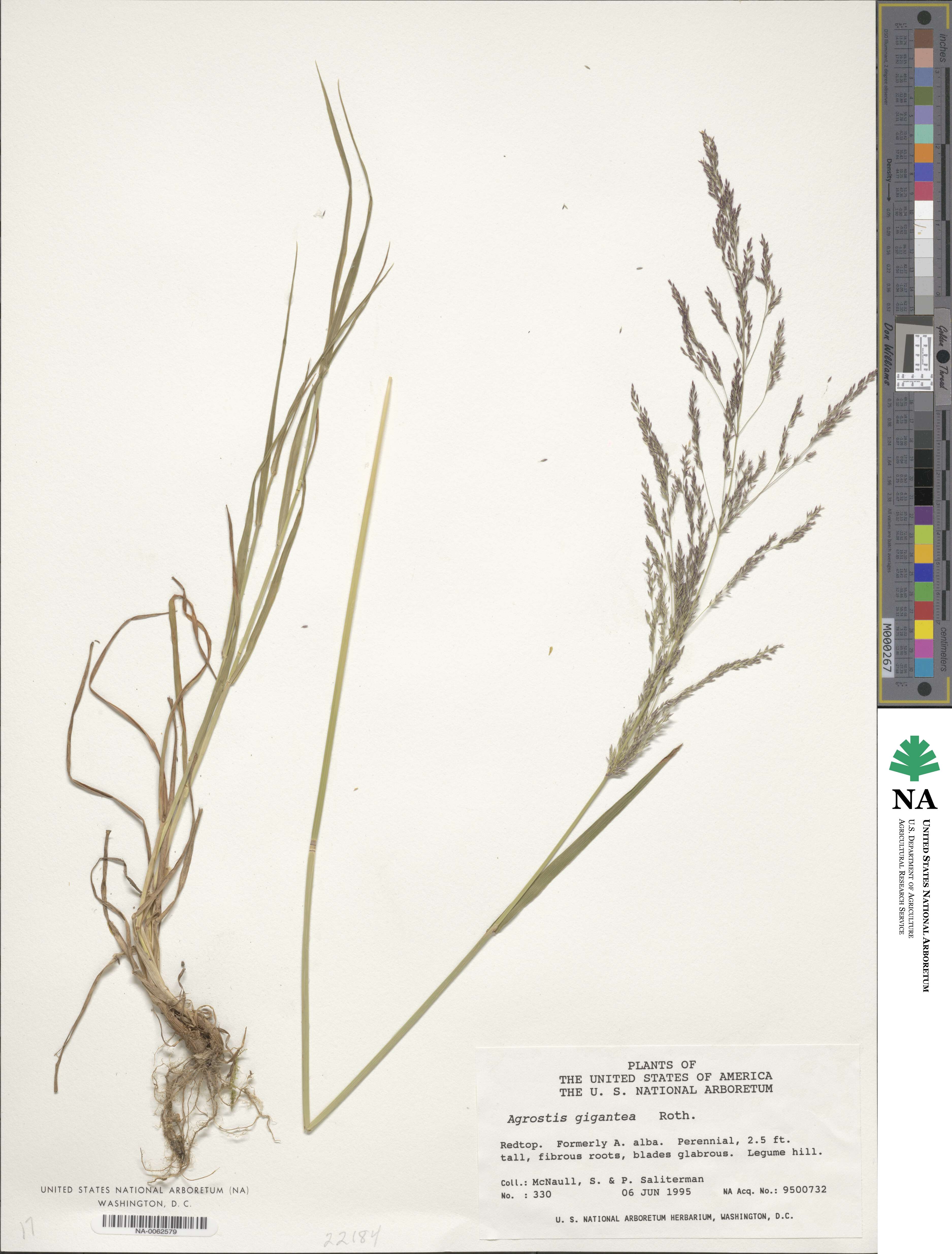 Agrostis gigantea image