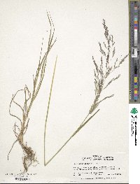 Agrostis gigantea image