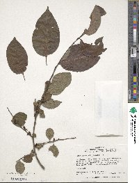 Diospyros virginiana image