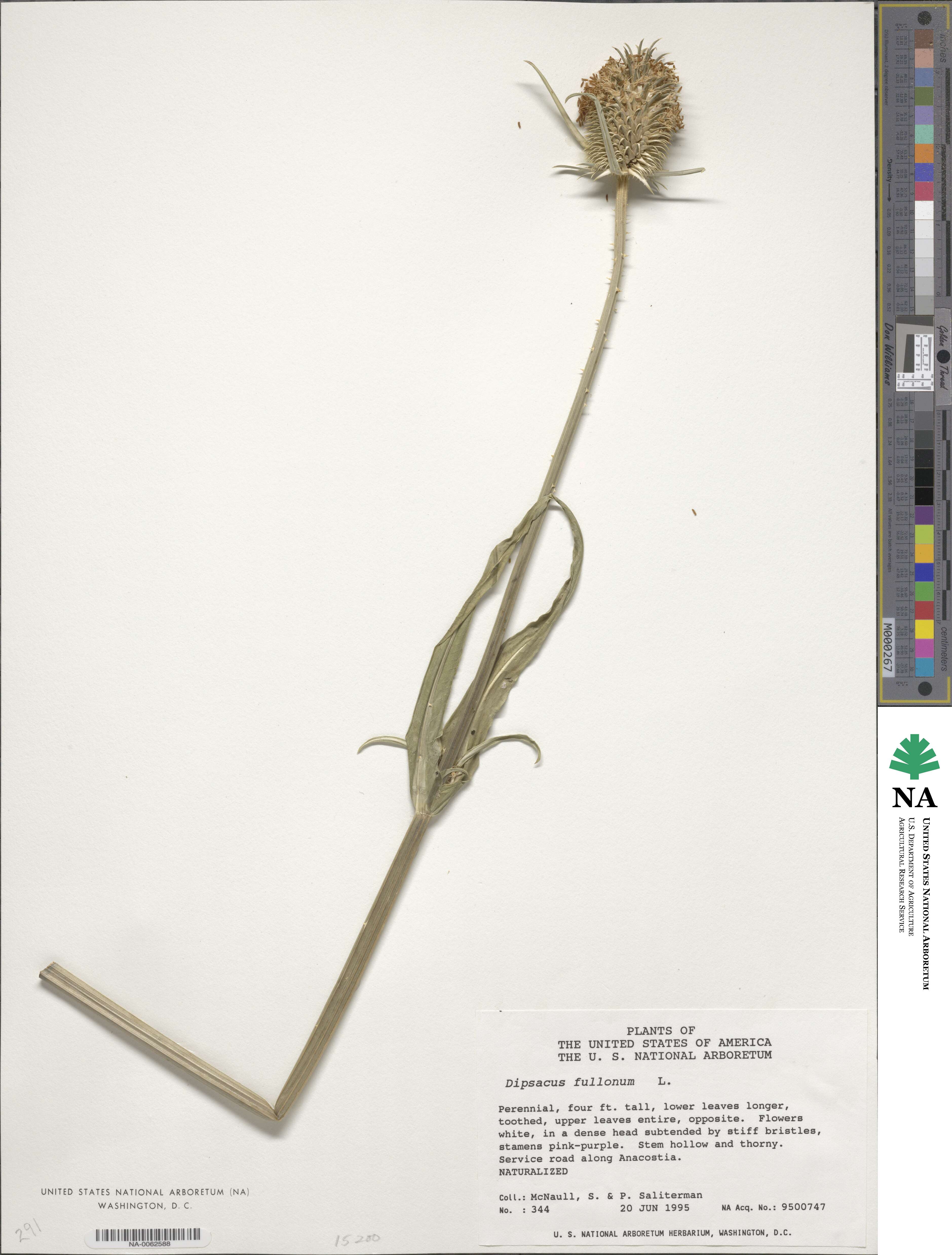 Dipsacus fullonum image