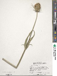 Dipsacus fullonum image