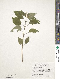 Circaea canadensis image