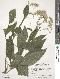 Eupatorium purpureum image