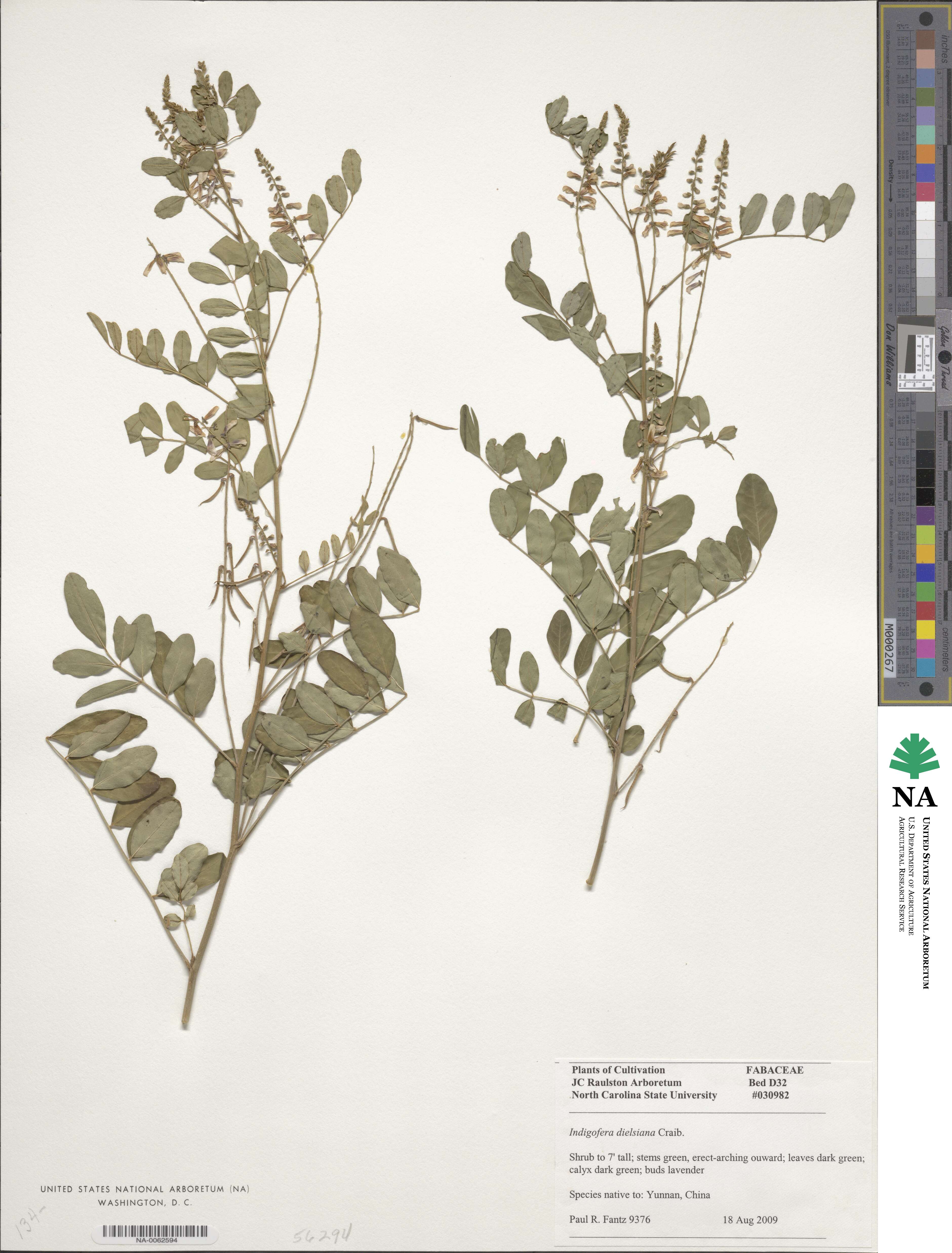 Indigofera balfouriana image