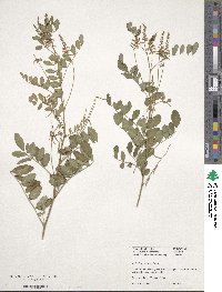 Image of Indigofera balfouriana