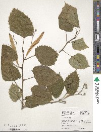 Tilia henryana image