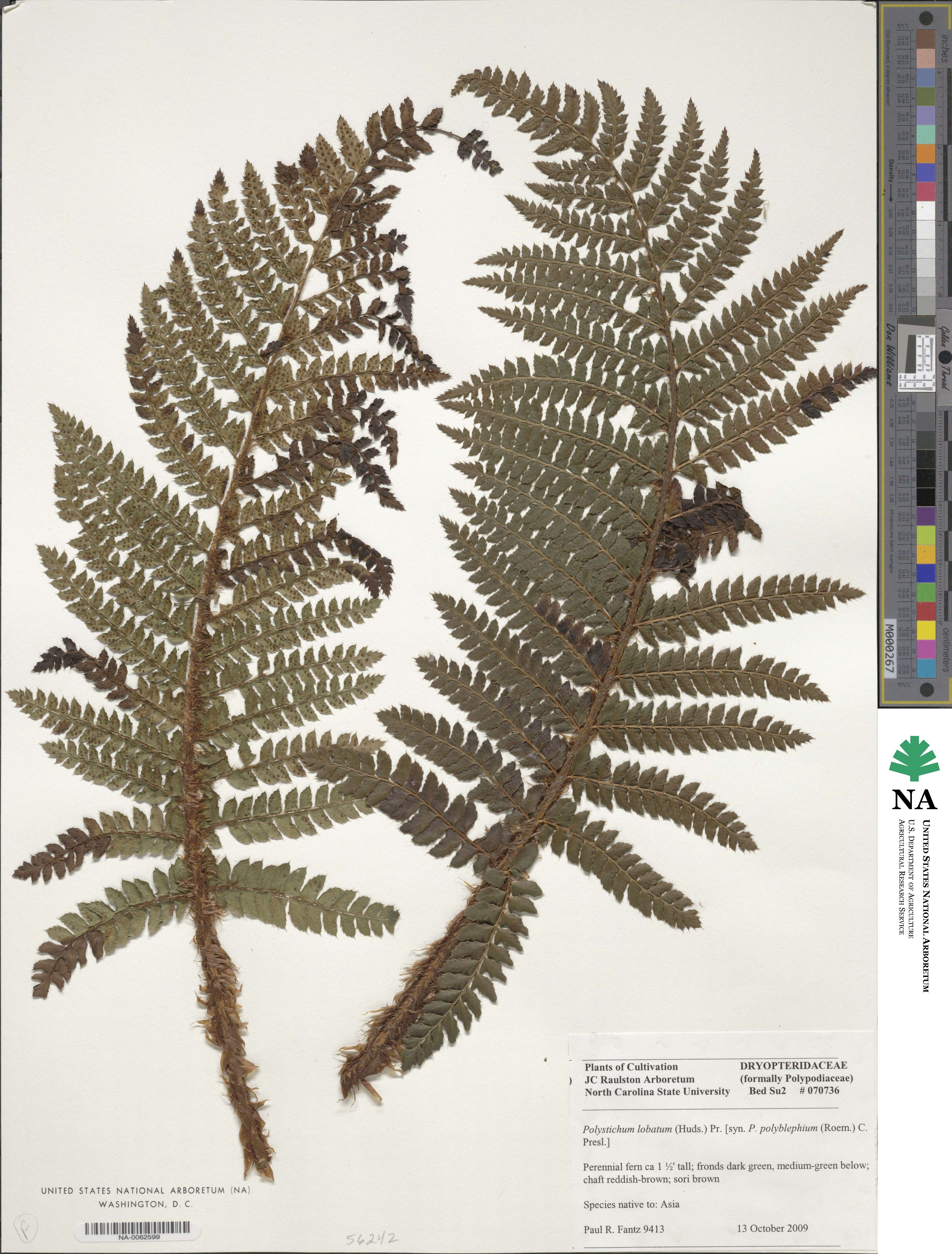 Polystichum aculeatum image