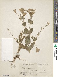 Image of Silene armeria