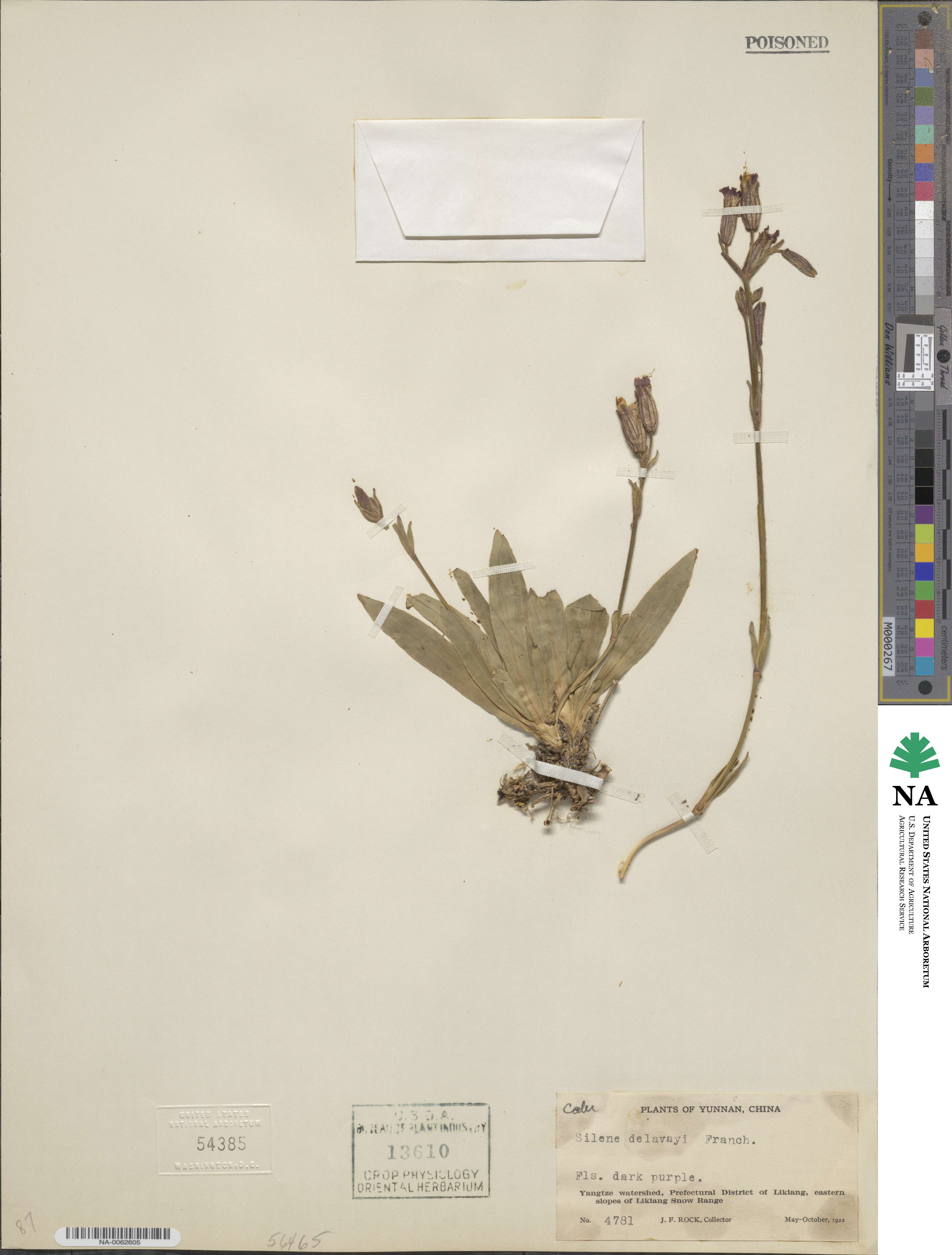 Silene delavayi image