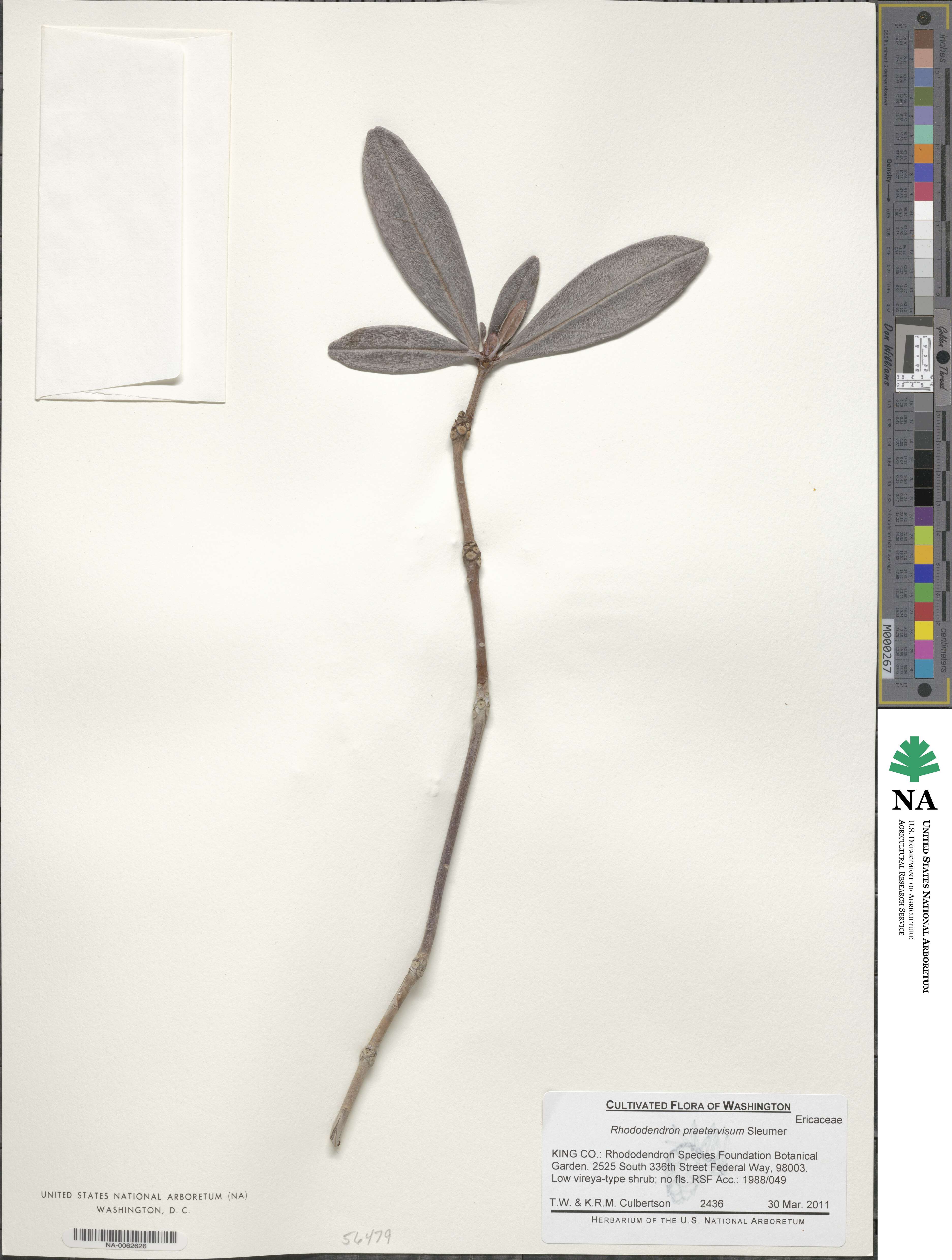Rhododendron praetervisum image