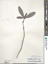 Rhododendron praetervisum image