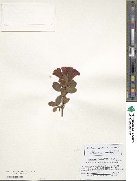 Rhododendron forrestii image