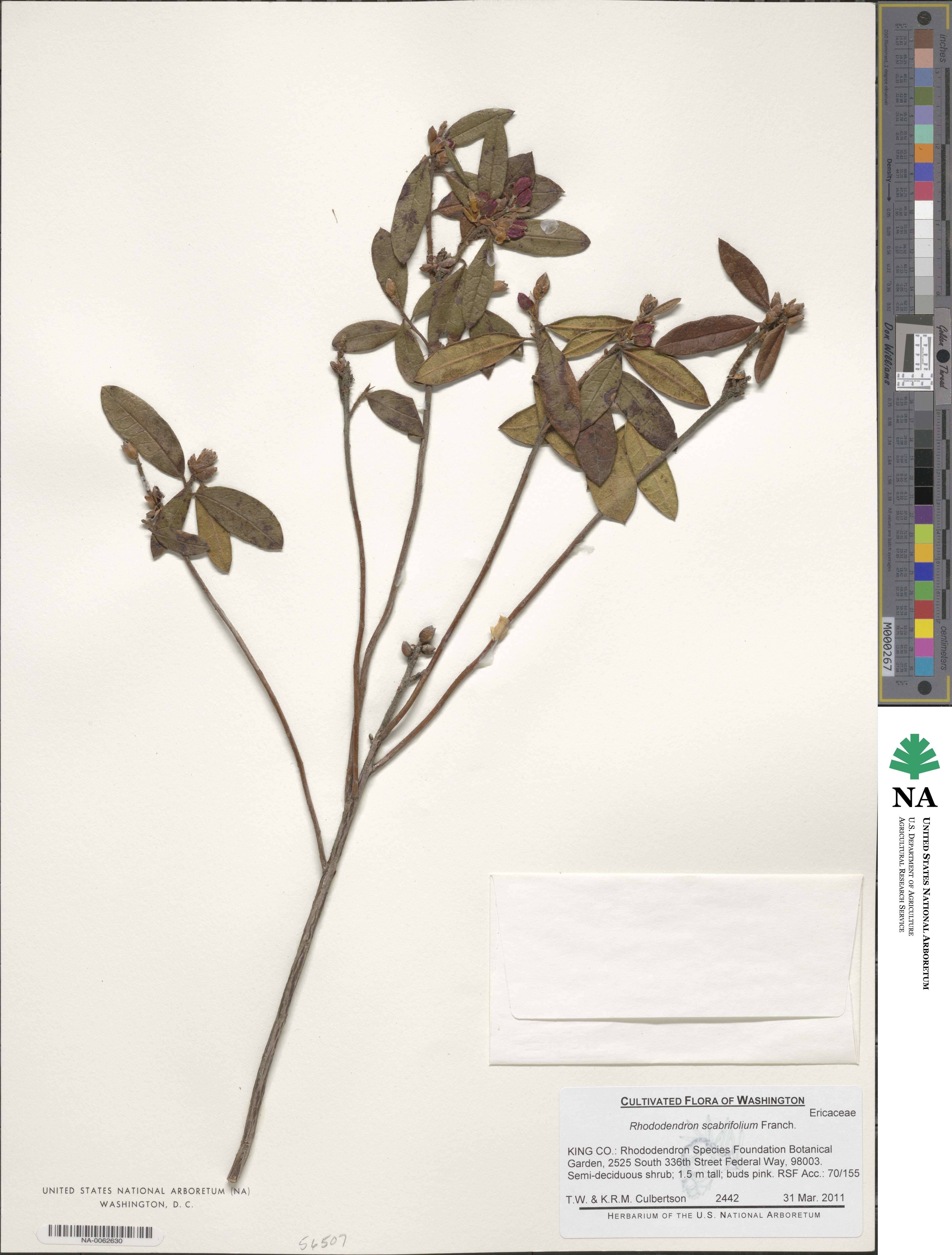 Rhododendron scabrifolium image