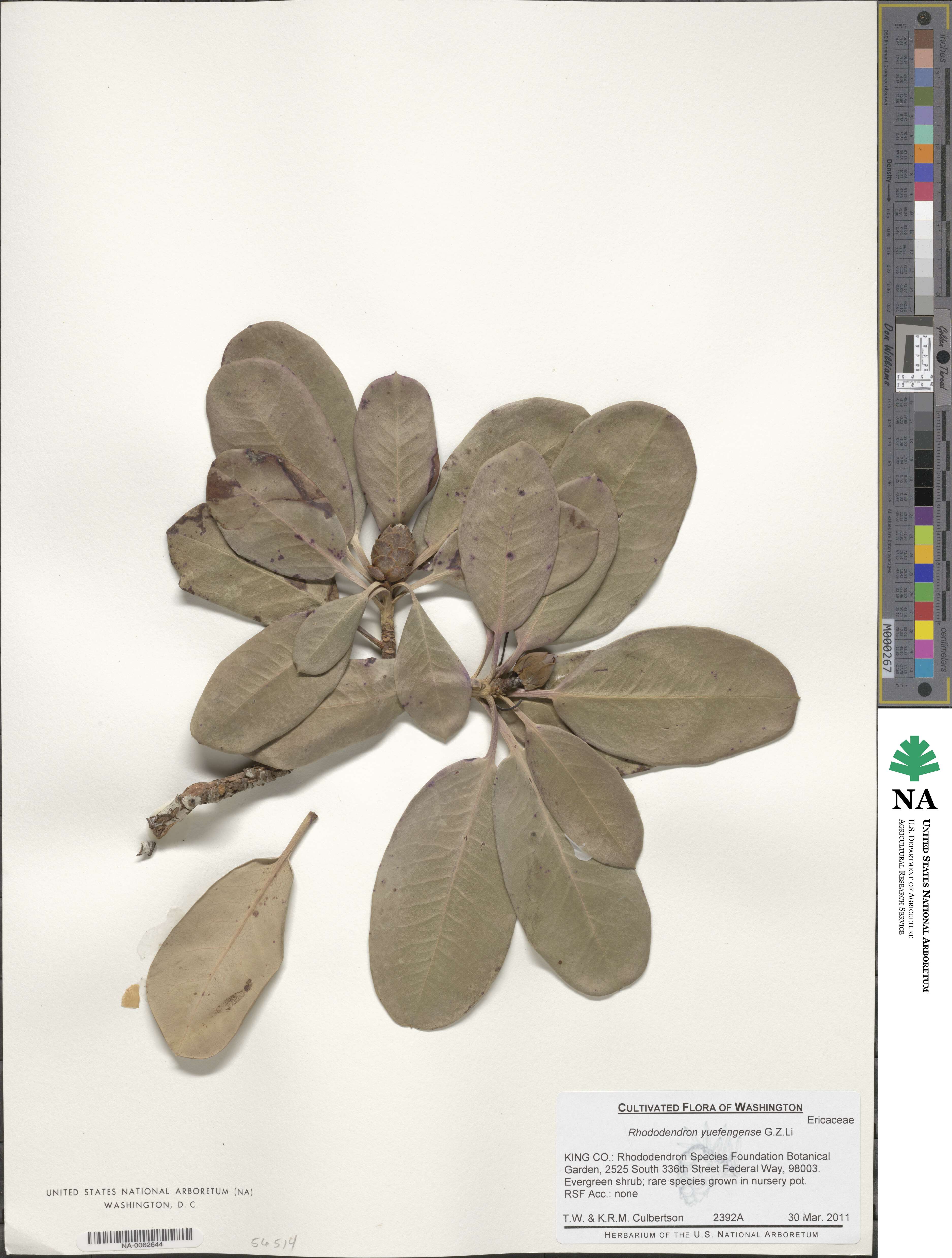 Rhododendron platypodum image