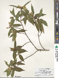 Rhododendron lutescens image