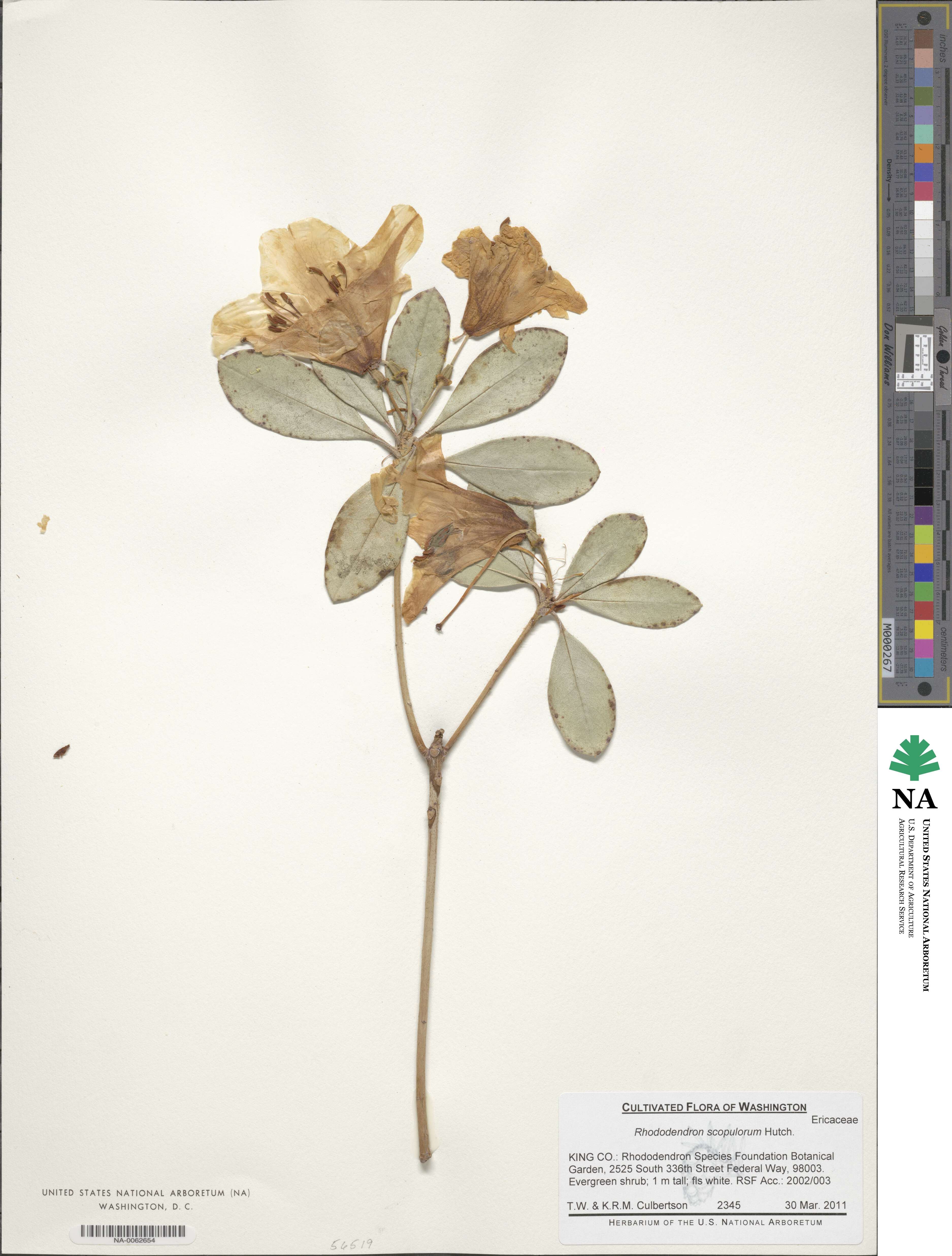 Rhododendron scopulorum image