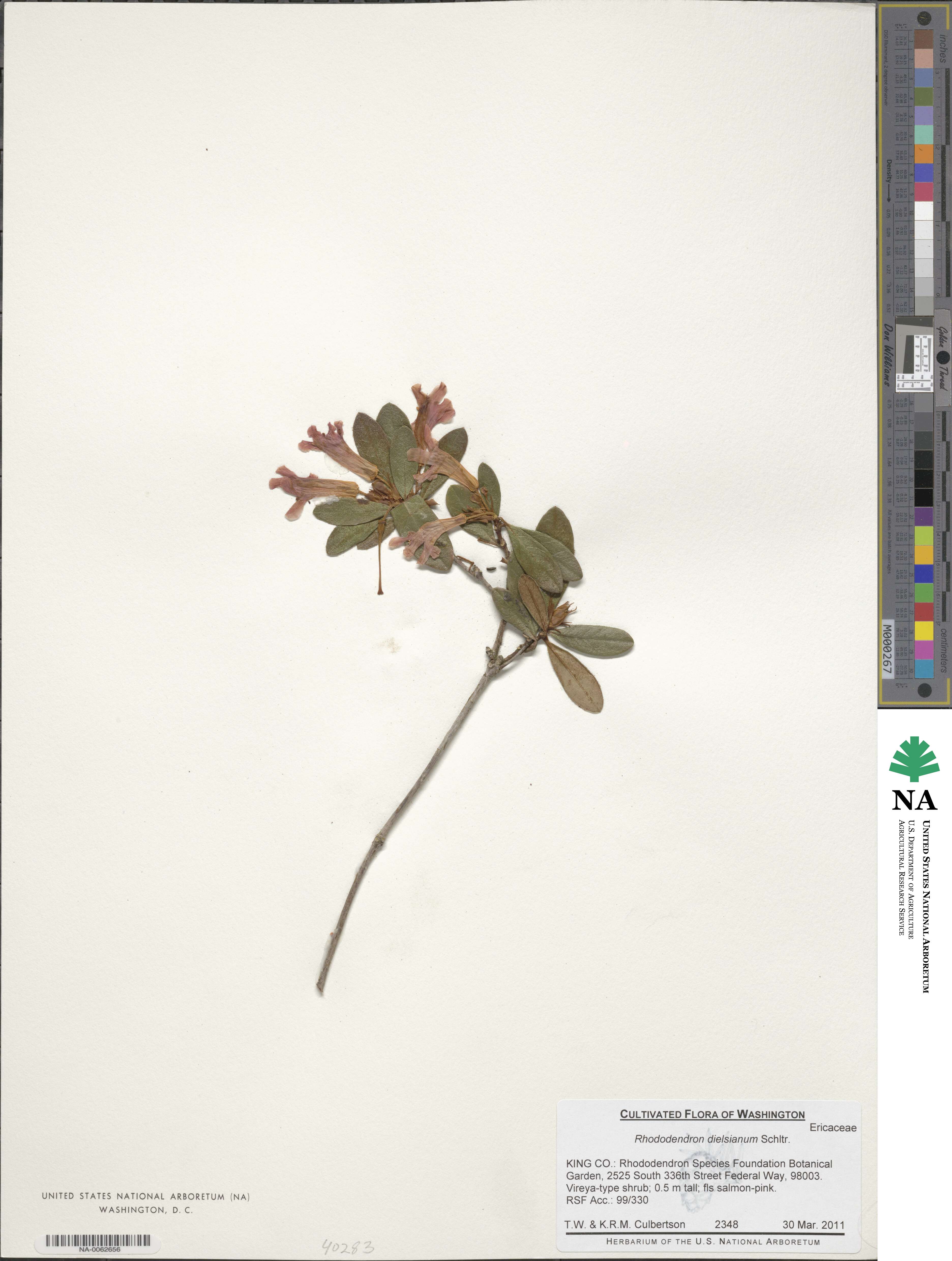 Rhododendron dielsianum image