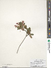 Rhododendron dielsianum image