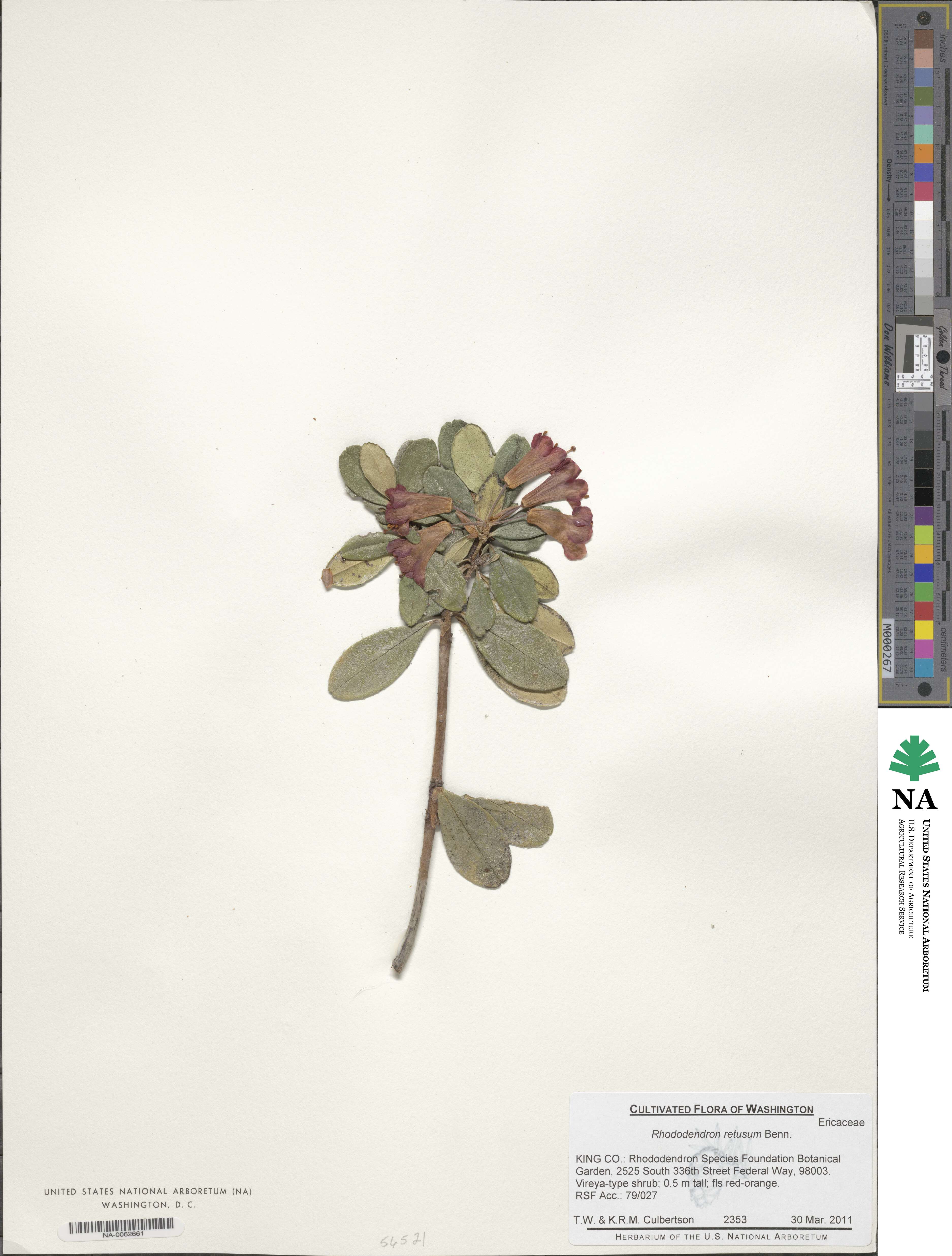 Rhododendron retusum image