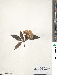 Rhododendron suaveolens image