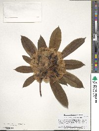 Rhododendron pachytrichum image