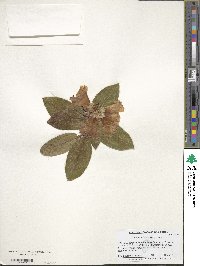 Rhododendron ciliatum image