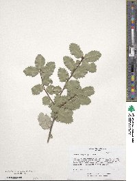 Quercus chrysolepis image