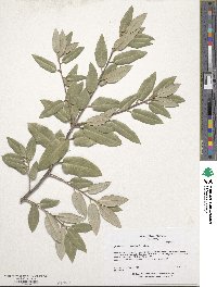 Quercus chrysolepis image