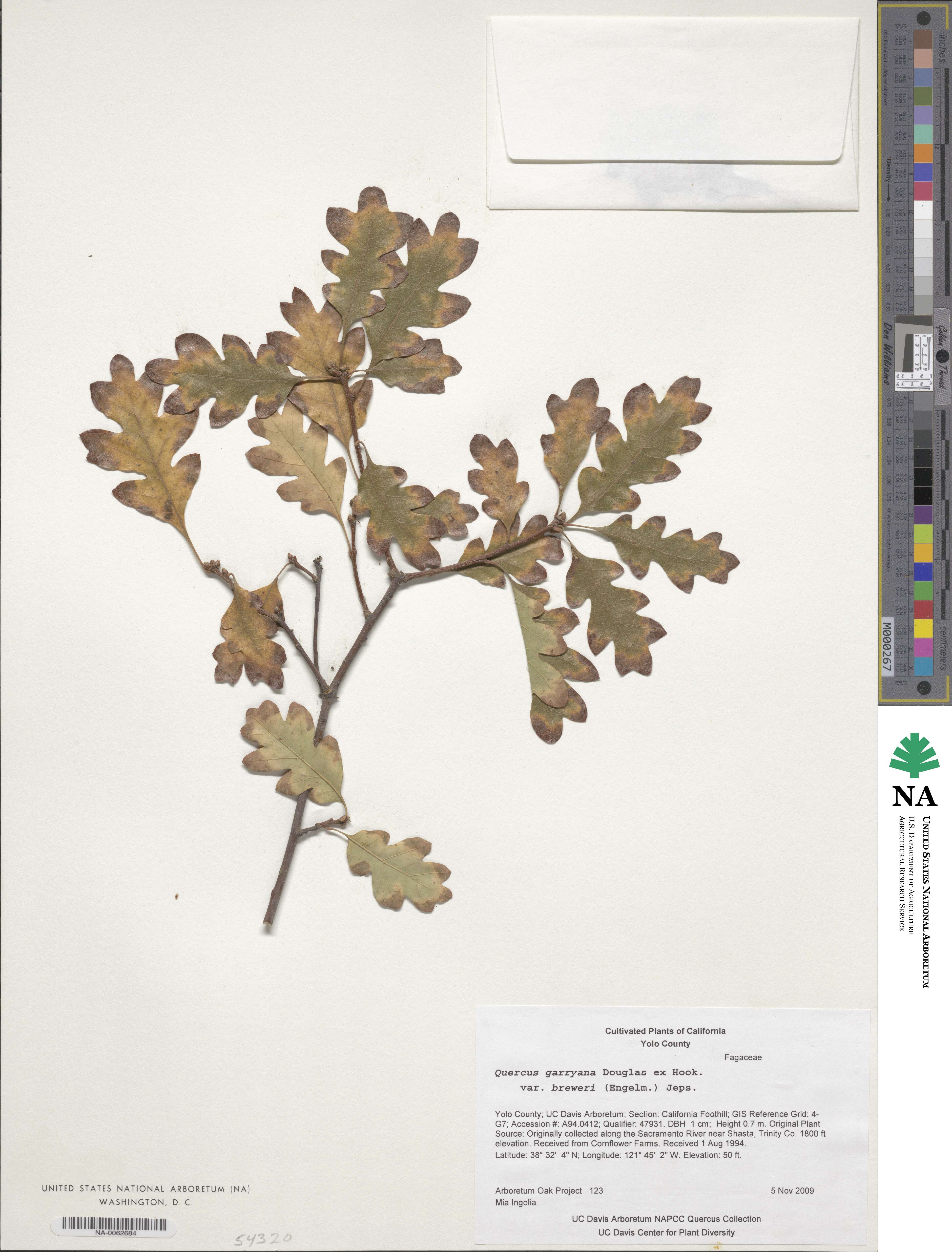 Quercus garryana var. fruticosa image