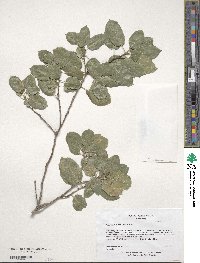 Quercus agrifolia image