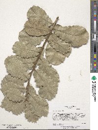 Quercus rugosa image