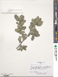 Quercus douglasii image