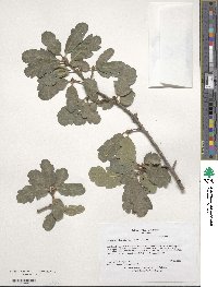 Quercus douglasii image