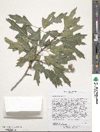 Quercus gravesii image