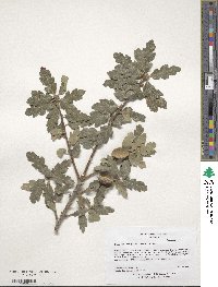 Quercus douglasii image