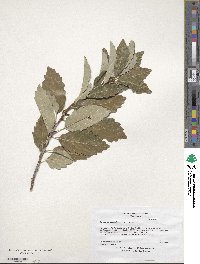 Quercus muehlenbergii image