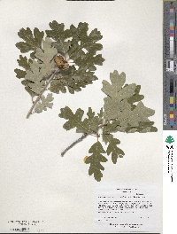 Quercus macrocarpa image