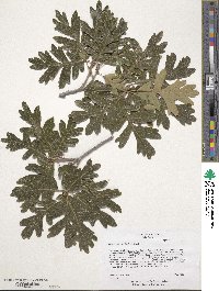 Quercus gambelii image