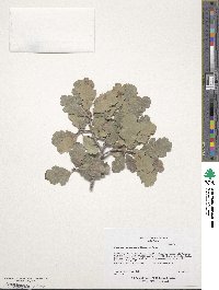 Quercus douglasii image