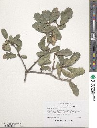 Quercus douglasii image